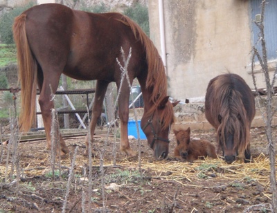 A miniature horse foal, the mini-mommy, and a protective big horse.